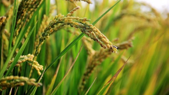 To Seltima® είναι το νέο μυκητοκτόνο της BASF στην καλλιέργεια του ρυζιού, που ελέγχει αποτελεσματικά την πυρικουλάρια και το ελμινθοσπόριο.