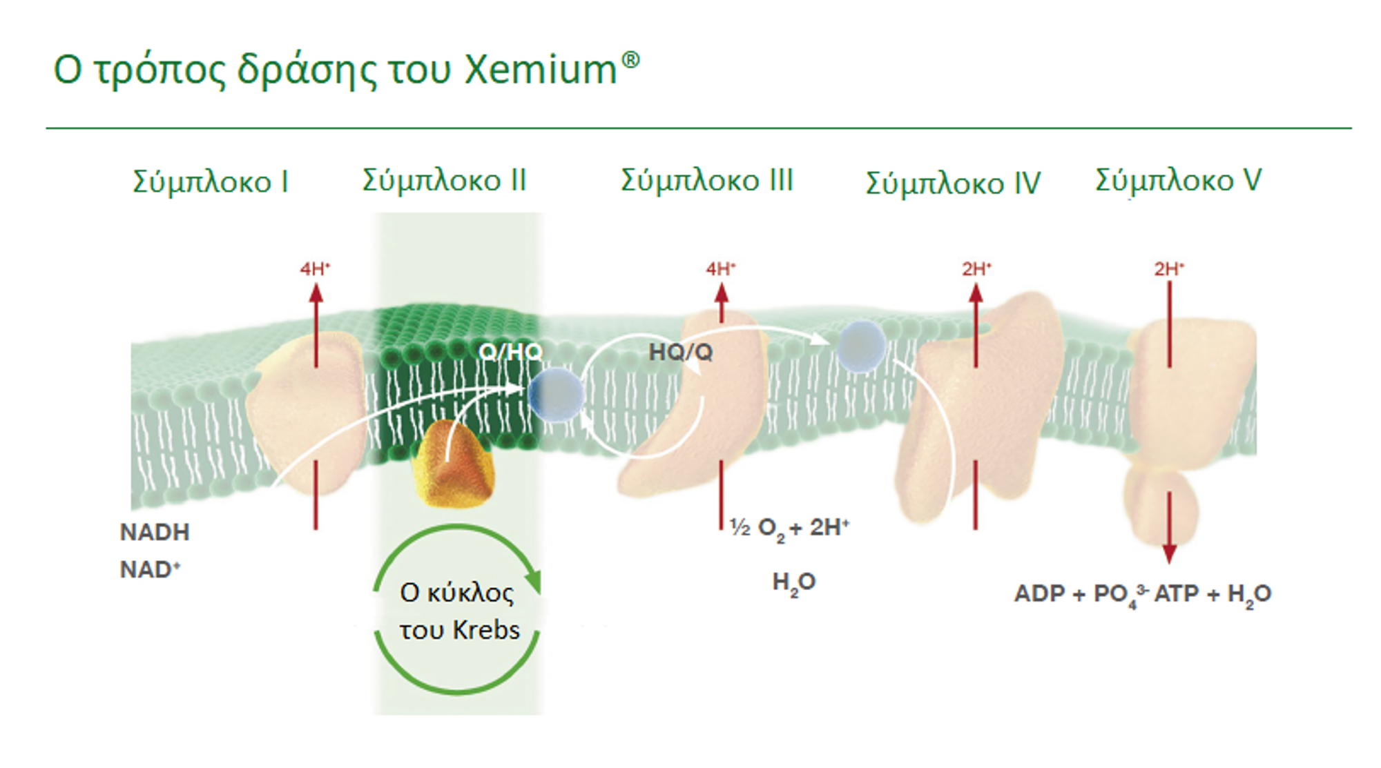Τα χαρακτηριστικά του Xemium®