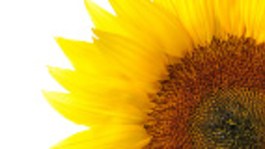 InSun® Επιλογή εμπιστοσύνης!