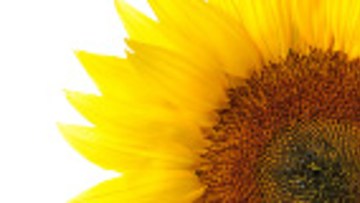 InSun 